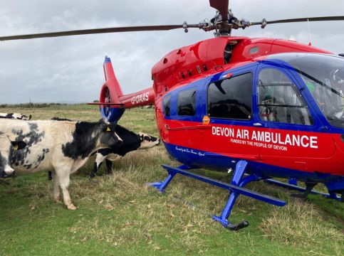 Aircraft with cows in field