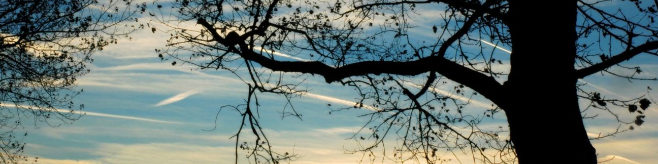 Tree with sunset